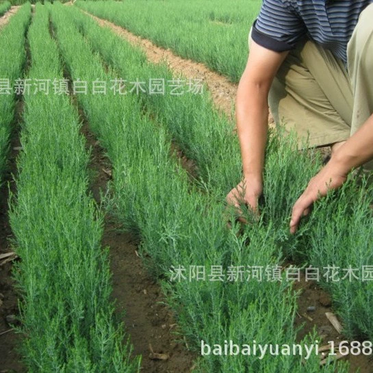 Саплины Платоладуадуа Арендалис, плоские саплины Платоладуа Аордиалис, контейнерные саплины Платоладула Арендалис, ландшафтный лес, саплин для озеленения деревьев кипарис 30