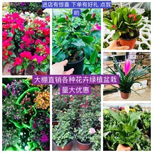 批发菊花盆栽 室内外各种绿植盆栽花卉 富贵竹月季吊兰类盆栽植物