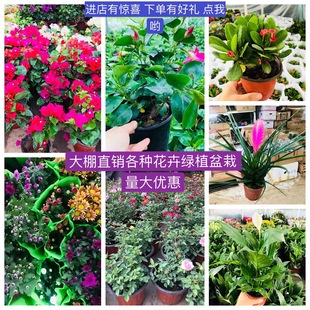 ���l�ջ����� �҃�����N�Gֲ���Ի��� ���F���¼����m�����ֲ��