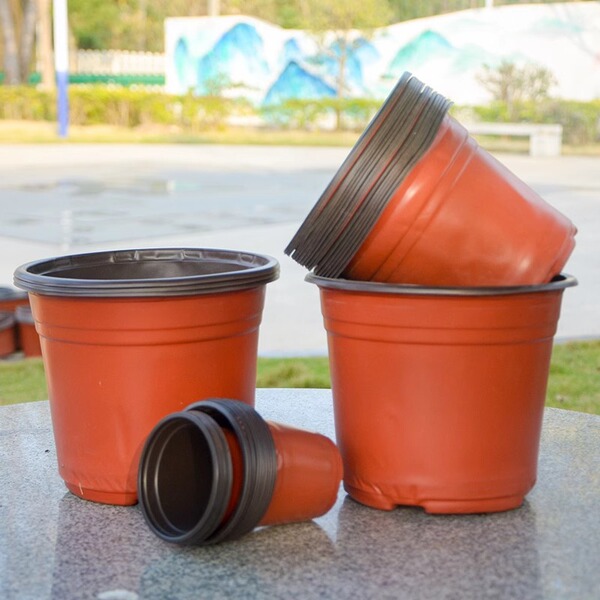 Cultivate the seedlings of seedling pots of two -color flower pot…
