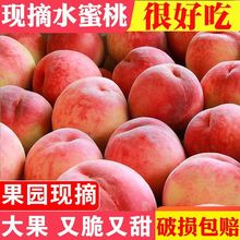 水蜜桃9斤桃子新鲜现摘毛桃5/3斤当季应季水果脆甜桃水蜜桃整箱批