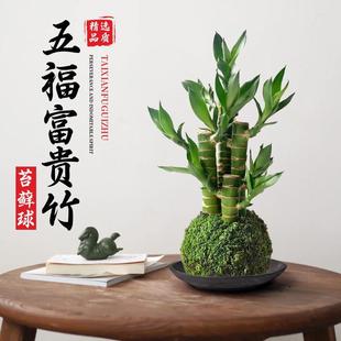 ̦�\���F��ˮ��ֲ���Ĳ���С�����k���Ҳ������Gֲ���˺��B��