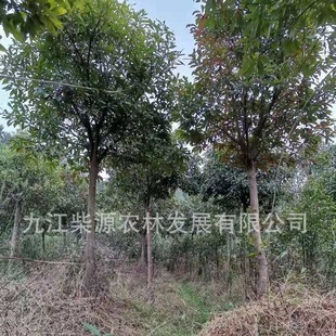 �������l�彨�O����Ӣ40���ֶ�Ӣ�䡢13���ֶ�Ӣ��16���ֶ�Ӣ�r��