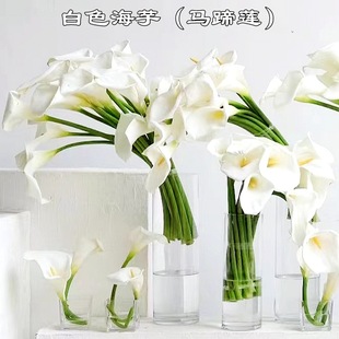 �����ɫ�������Q�S�����l EvaС�R��ɏ��Yܛ�b��ꐼҾ��bٻ�