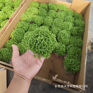 �G�����Ҹ�������Gֲ�G��ɺ���ʳ��Gާ�ֲ���녲�