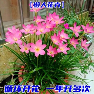 �L���m�N���ɫ�L���mֲ������������ļ��_���Gֲ�²������L���m
