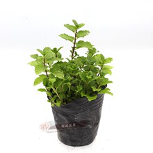 ʳ������� �Ե��� ������ ���ɺ決ţ�ŵ������c�b�朽����l