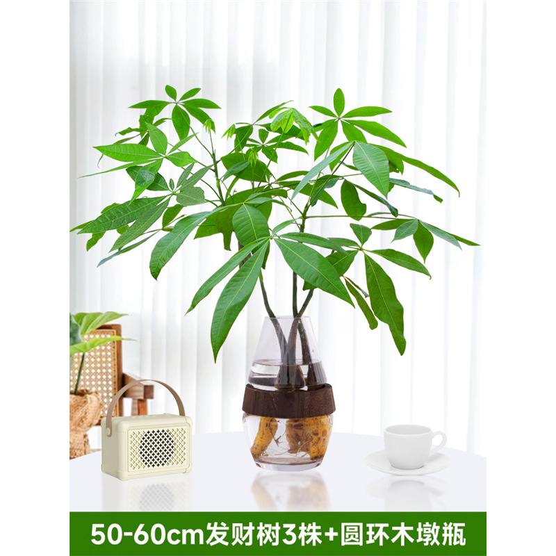 50-60cm 머니트리 3개[나무 맨드라미 병 포함] 영양액 1팩 포함