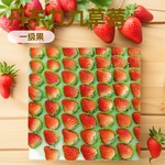 大草莓丹东99草莓新鲜应季水果奶油大果东港红颜牛奶草莓批发