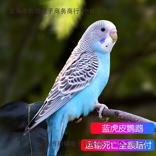 ��Ƥ�W�^���B��С�͌W�fԒ�Č����B�������B���P���BС�B�