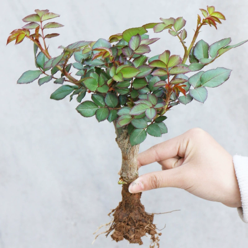 Роза Рассада в горшке Роза Старый ворс Большой цветок Роза Четыре сезона Цветение Легко жить Старый корень Балкон Комнатное цветочное растение