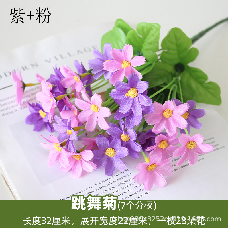 Bailando crisantemo púrpura + rosa