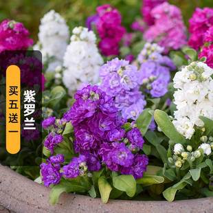 Violet Seeds 80 Aromatic Four Peach Gram Grass Osmanthus Rich Flower Seeds Can Be Cut Flower Balcony Potted Sowing in Spring and Autum