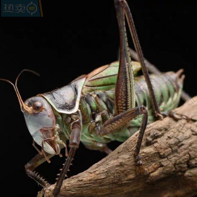 Live Grasshopper, Live Iron Chirping Insect, Live Large Larvae, Big Belly, Iron Green Pet Grasshopper Live*