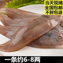 野生龙利鱼新鲜冷冻舌头鱼鲜活踏板鱼牛舌鱼新鲜海鲜非巴沙鱼