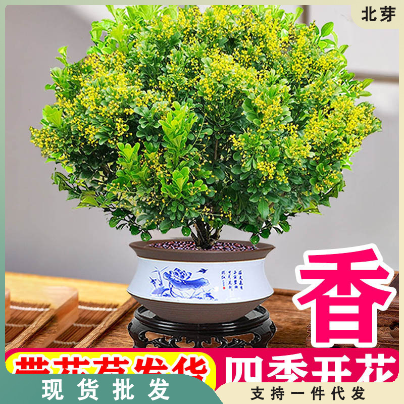 Perfume Milan Flower Potted Florals and Green Plants Indoor Old Pile with Buds Blooming in All Seasons and Easy to Grow Balcony Plant Saplings