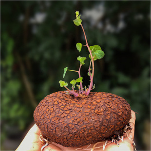 Mountain Turtle Climbing Vine Plant Potted Courtyard House Red Vine Round Leaf Gold Does Not Change Mountain Turtle Root Flower Green Plant