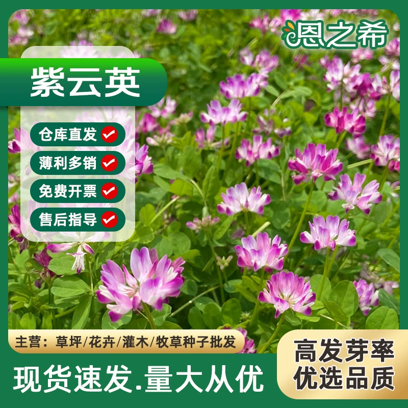 Китайские молочные семена Вики трава сафлора зеленый навоз источник нектара корм стрелка язык горох сладкий картофель трава люцерны белый клевер красный клевер