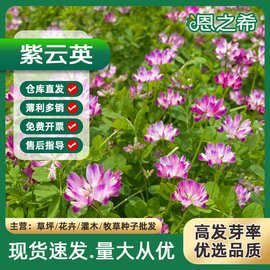 紫云英种子红花草绿肥蜜源牧草箭舌豌豆紫花苕苜蓿草白三叶红三叶