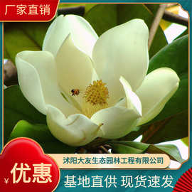 大量批发广玉兰小花 植物基地直销广玉兰 白玉兰 紫玉兰二乔玉兰