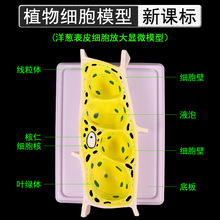 植物细胞模型洋葱表皮细胞33001生物医疗显微放大细胞壁质核仁叶