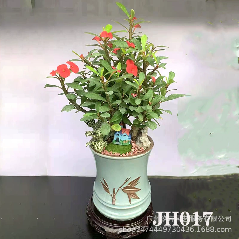Самоорганизующийся бассейн небольшой бонсай гостиная балкон офис Рабочий стол хорошее выращивание Зеленая база для растений собственного производства JH17-JH21
