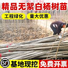 速生杨107白杨树苗3804无絮杨中华红叶杨杨树苗绿化植物防沙造林