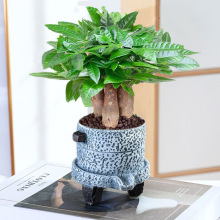 树盆栽植物室内办公室好养绿植水培小盆栽客厅大盆景四季常青迪鹏