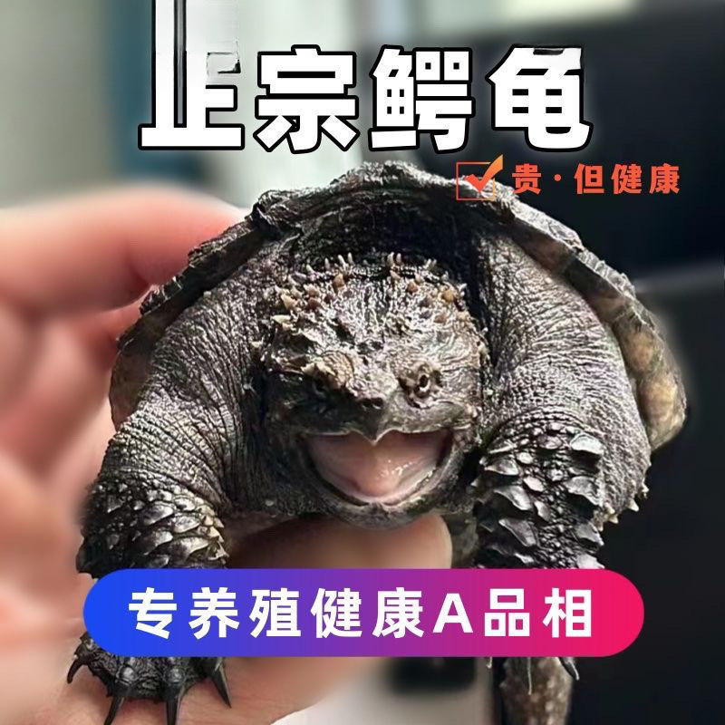 北美小鳄龟苗活物宠物龟观赏龟杂佛食肉龟水龟外塘凶猛小启梅商行