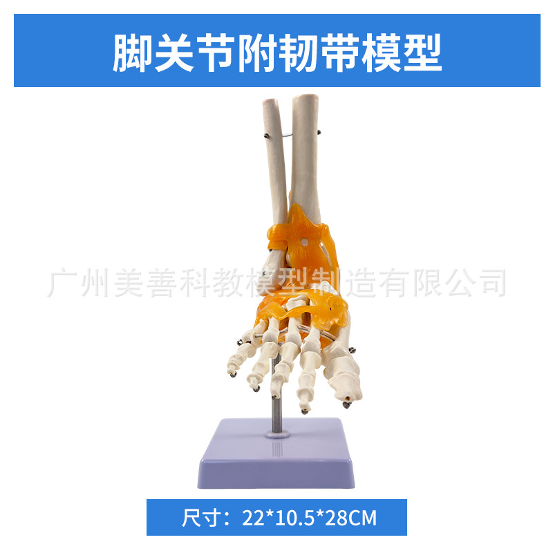 1:1足関節モデル足骨足関節自然大足骨足骨足骨解剖構造モデル
