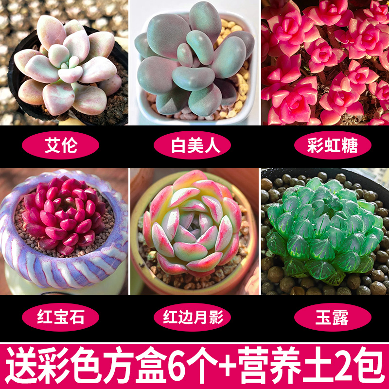 [신제품 6종세트] 화분과 흙이 함께 제공됩니다.