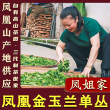 【凤姐家茶 金玉兰】凤凰单枞茶叶 潮州单丛茶新茶单从春茶乌龙茶