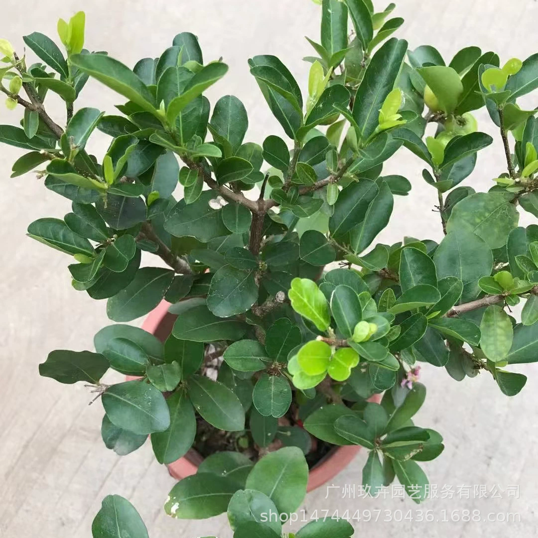 Растение для наблюдения за вишневыми листьями Домашний двор Парк Наблюдение за фруктами Наблюдение за листьями Зеленое растение Съедобное зеленое растение