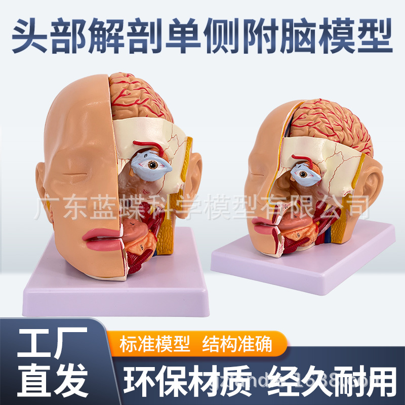 ��ѧ��������ͷ�����ʸ��Զ���ģ�� ͷ�в�����ͷ�Խ��ʿɲ�4����