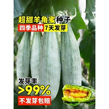正宗羊角蜜甜瓜种孑大全四季水果博阳冰糖子甜瓜种籽香瓜蔬菜种子