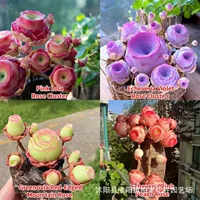 Семена суккулентов горной розы, смешанные цвета, семена суккулентов персиковой розы, комнатные цветы в горшках на балконе, легко кормить
