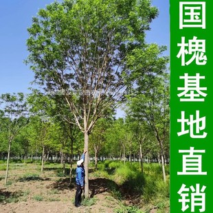 ��������-�N��5-60���և����� ԭ������ ��ñ������  Ҏ���Rȫ