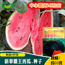 新拳霸王西瓜种子 农田菜园中早熟果肉大红爽脆椭圆黑皮西瓜籽
