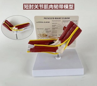 Human Joint Bone model ligament elbow shoulder hip foot simulation demonstration hospital school teaching aids decoration full set