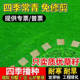 Lawn Grass Seed Slope Protection Bermudagrass Manila Evergreen Courtyard Carpet Turf Greening Ryegrass Seed Larvae