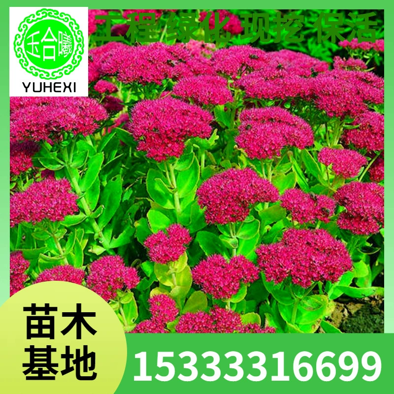 Оптовые горшечные растения седум «Восемь сокровищ», саженцы скорпионки, крупнолистный седум, посаженные на севере и юге, цветущие в любое время года