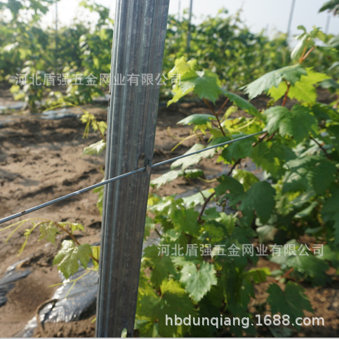 青海省工厂直供葡萄立柱金属梅花型葡萄架金属葡萄立柱架杆