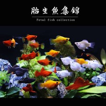 Ƥ����y�ڬ����~�^�p�~С��̥���~�Ꭷ�~��ȸ�����~��β�¹�t��