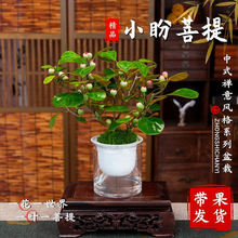 树盆栽老桩带多果办公室桌面禅意绿植盆景四季观果叶植物
