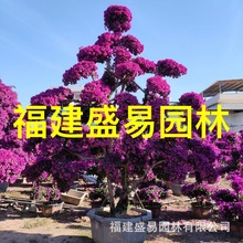 叶子花 多彩勒杜鹃 多色三角梅盆栽60-100公分彩色三角梅批发