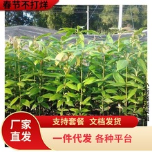 һlĴzľڽzFС~E骘zľ