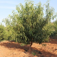 ˮҘ޽Sҹ䮔YϷNֲҘ