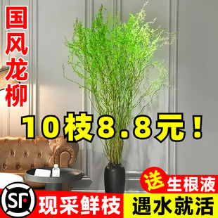 �����r֦ˮ��ֲ��͏d��լ�Gֲѩ�������������҃����Ժ��B����L