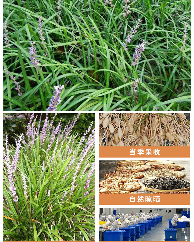 Mai Dong Ophiopogon Root Dried Sichuan Mai Men Dong Herbal Tea 500g quality and texture