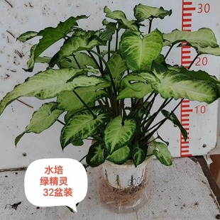 ������ֱ�N��110#�G���`�Ϲ����y�����҃��B�۾Gɫ����С����